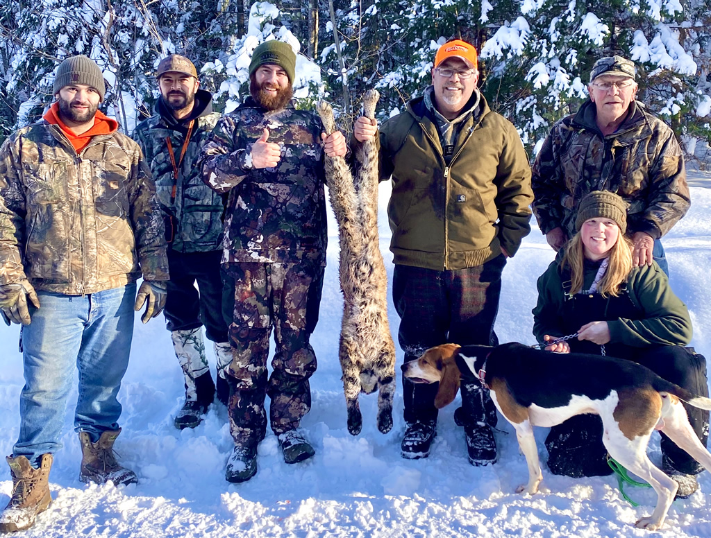 can i use dogs to hunt bobcats in maine